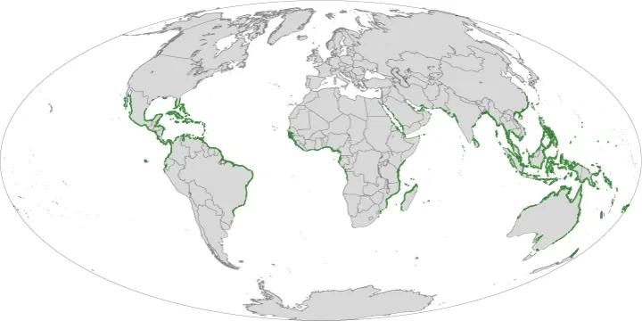 Mangrove Biome Map Mangrove Biome Map